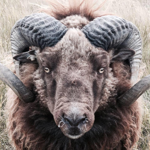 Meet the Sheep: Icelandic